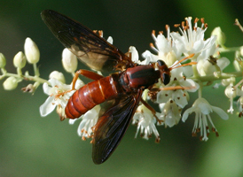Mydas brunneus Mydas brunneus